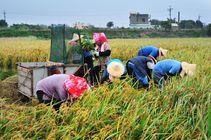 苗栗縣苑裡鎮-傳統手工割稻