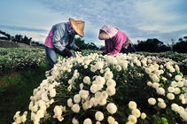 苗栗縣銅鑼鄉-採杭菊