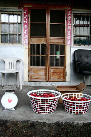 嘉義縣竹崎鄉－樹蕃茄的滋味