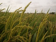 雲林縣東勢鄉---豐年
