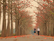 台南市白河區-木棉花道