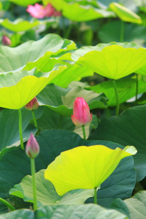 台南市白河區-蓮花