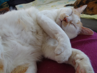 放牠的手在你心上