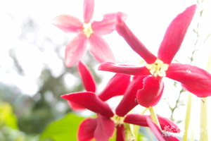 20130905拍攝於台東知本森林遊樂區