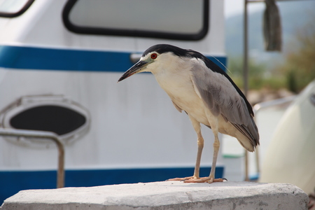 把牠的手放在你心上