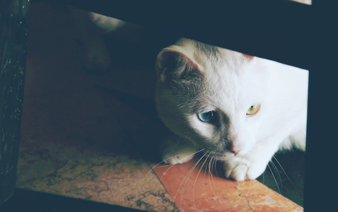 放它的手在我心上