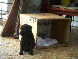 初到新家，怯生的孩子