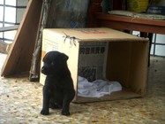 初到新家，怯生的孩子