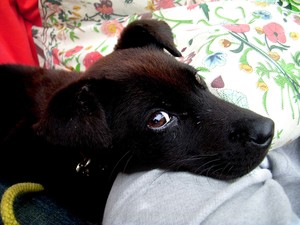 生日快樂，新年快樂