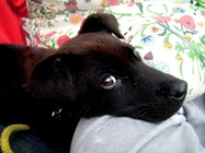 生日快樂，新年快樂