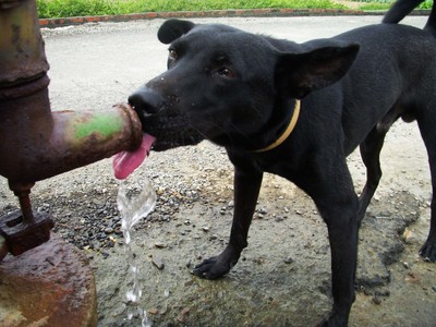 牠不野，牠是我家人