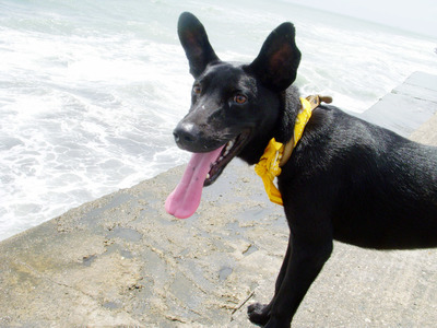 牠不野，牠是我家人