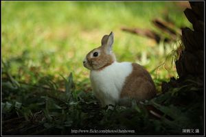 兔子-03_LEICA R 180mm F2 APO