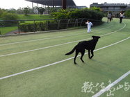 小不點與家犬//陳旺展 2013年拍攝