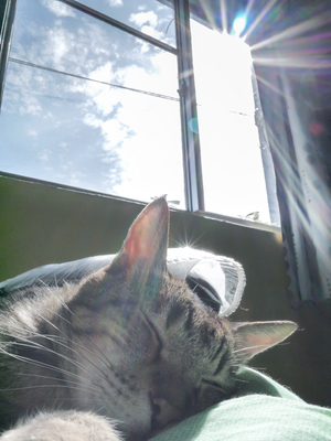 日晴!藍天!我最喜歡在這樣的午後，打睏，曬陽光!