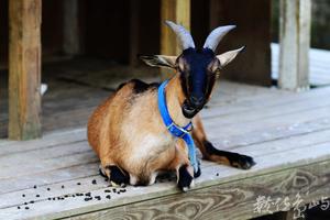 山羊