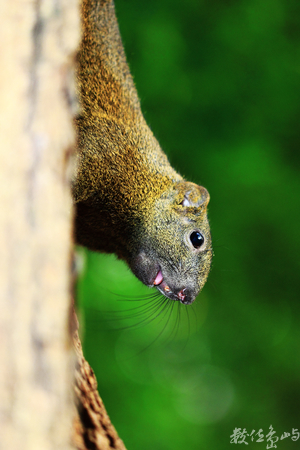 松鼠