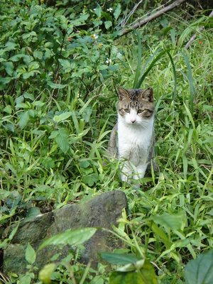 貓 放牠在手心上