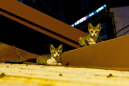 放牠的手在你心上