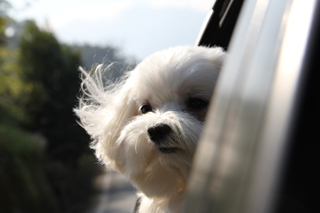 放牠的手在你心上