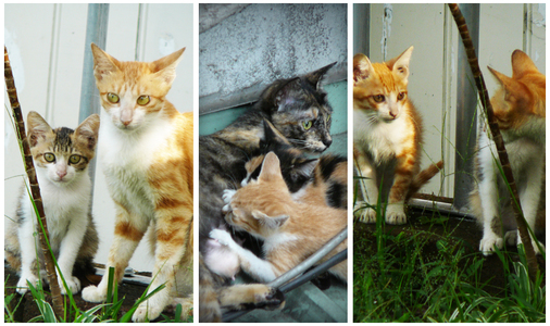 放牠的手在你心上