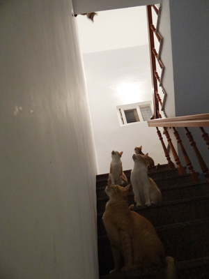 放牠的手在你心上-2