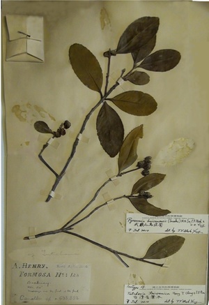 從武威山茶的百年再現談數位典藏的重要性（本相簿作品皆經授權）