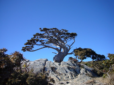 玉山國家公園高山植相與常見植物（本相簿作品皆經作者授權）