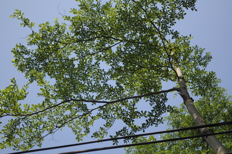 家門之樹（本相簿作品皆經作者授權）