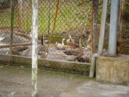 國中畢業旅行景點-鵝群