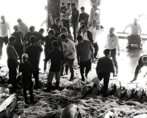 成功魚市場(3)-競標喊價