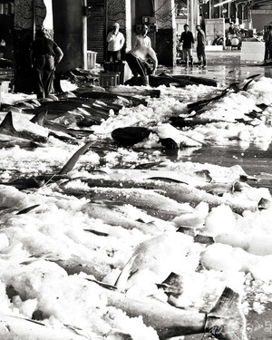 成功魚市場(2)-豐收的旗魚