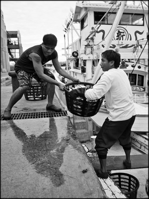 馬公漁市場卸漁貨工人