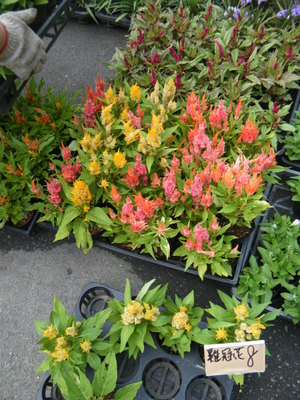 星期天下午的花市—雞冠花