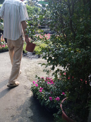 星期天下午的花市—茶花