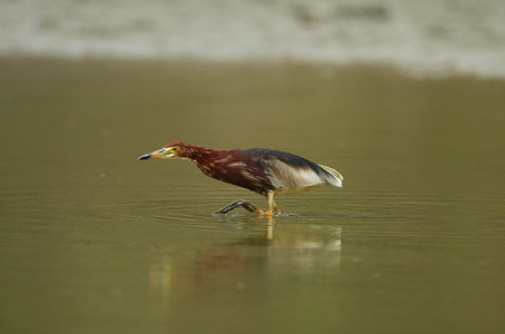 鳥類生態手記（本相簿作品皆經作者授權）