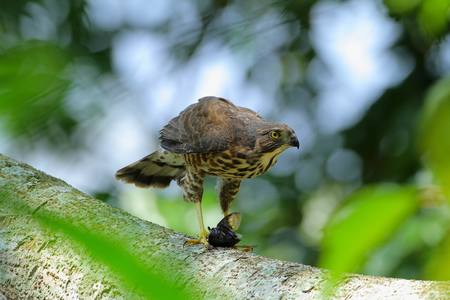 鳥類生態手記（本相簿作品皆經作者授權）