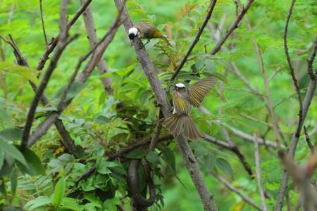 鳥類生態手記（本相簿作品皆經作者授權）