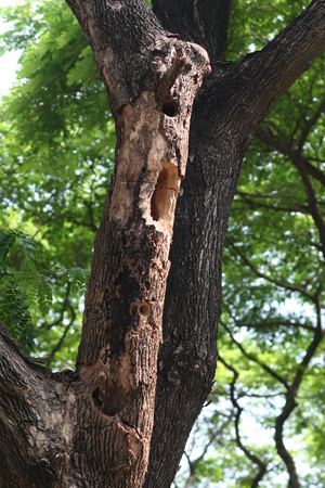 鳥類生態手記（本相簿作品皆經作者授權）