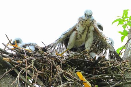 鳥類生態手記（本相簿作品皆經作者授權）