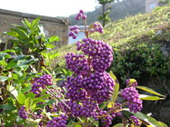 馬祖珍稀保育植物-朝鮮紫珠