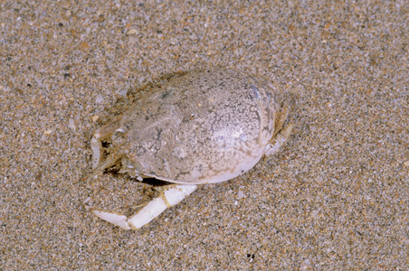 臺灣潮間帶生物的特性(本相簿作品皆經作者授權)