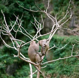 台灣的動物世界（本相簿作品皆經作者授權）