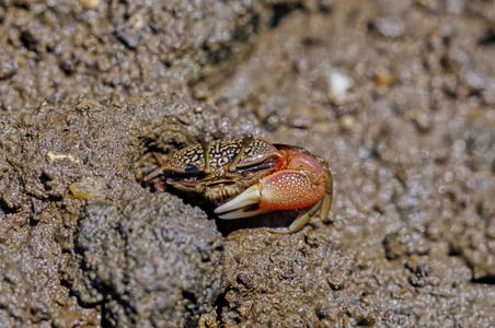 台灣的動物世界（本相簿作品皆經作者授權）