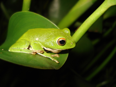 台灣的動物世界（本相簿作品皆經作者授權）