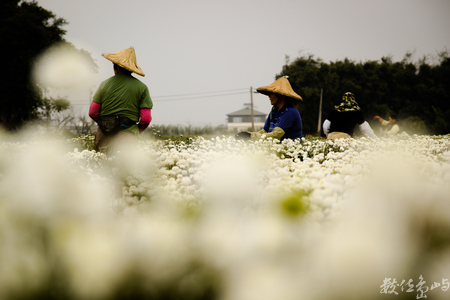 2011.11.27 銅鑼杭菊