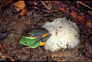 台北樹蛙