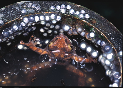 臺灣的兩生類（本相簿作品皆經作者授權）