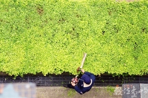 綠蛋糕<BR>林昆賢/攝  