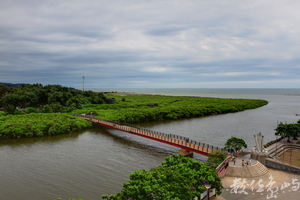 水筆仔的利與弊